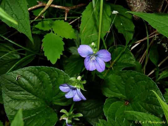 {Viola cucullata}